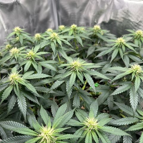 Mother Gorilla Wasser/Becher groß growlog timeline photo