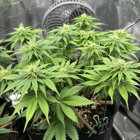 Mother Gorilla Becher mittel growlog timeline photo
