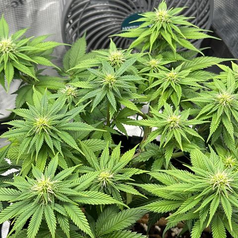 Mother Gorilla Becher mittel growlog timeline photo