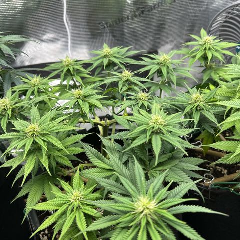 Mother Gorilla Jiffy klein growlog timeline photo