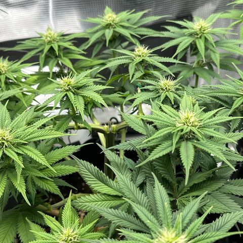 Mother Gorilla Jiffy klein growlog timeline photo
