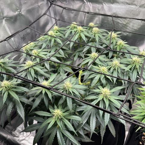 Mother Gorilla Wasser/Becher groß growlog timeline photo
