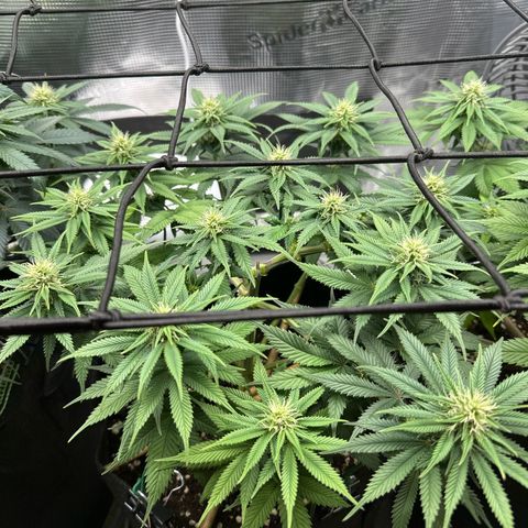 Mother Gorilla Jiffy klein growlog timeline photo