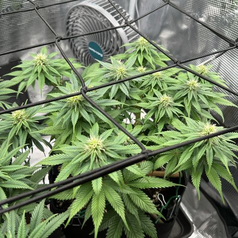 Mother Gorilla Becher mittel growlog timeline photo