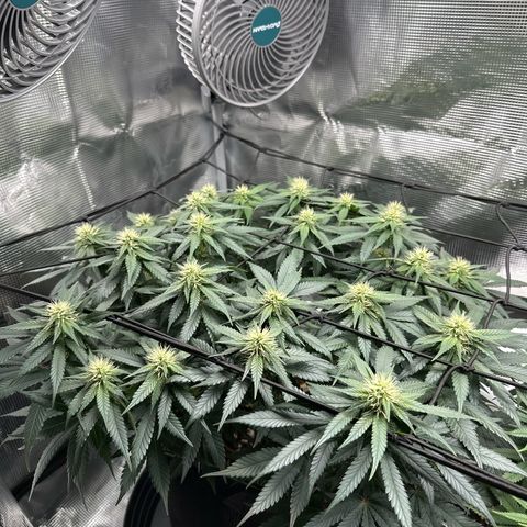 Mother Gorilla Wasser/Becher groß growlog timeline photo