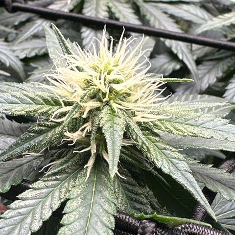 Mother Gorilla Wasser/Becher groß growlog timeline photo