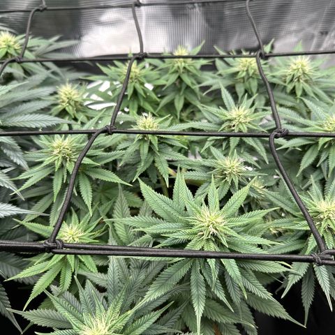 Mother Gorilla Jiffy klein growlog timeline photo