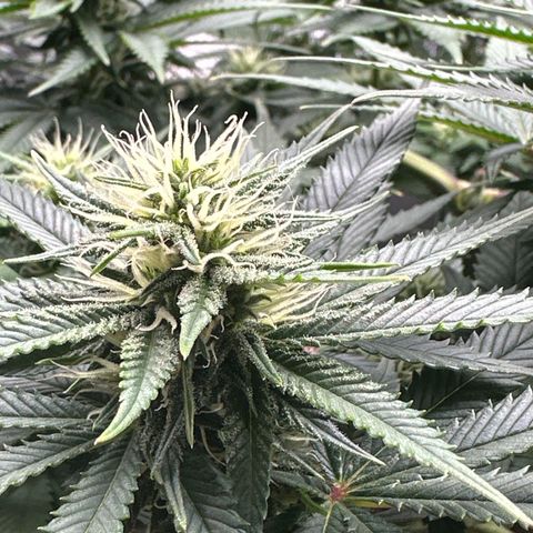 Mother Gorilla Jiffy klein growlog timeline photo