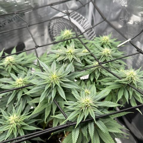 Mother Gorilla Becher mittel growlog timeline photo