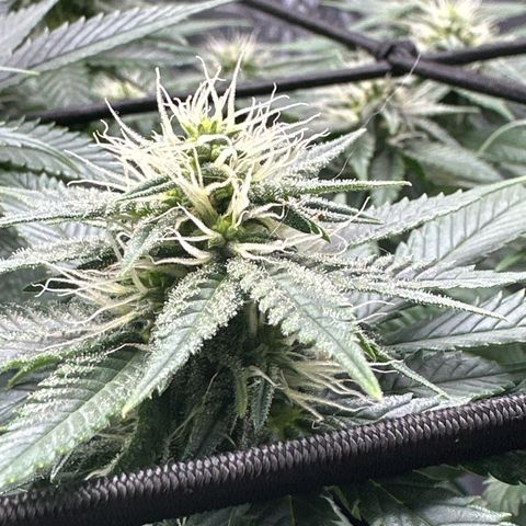 Mother Gorilla Becher mittel growlog timeline photo