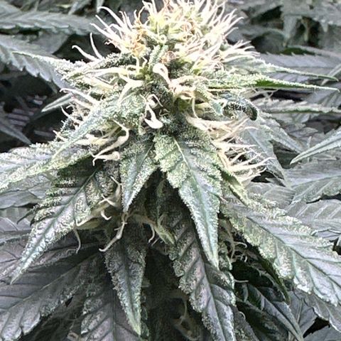 Mother Gorilla Wasser/Becher groß growlog timeline photo