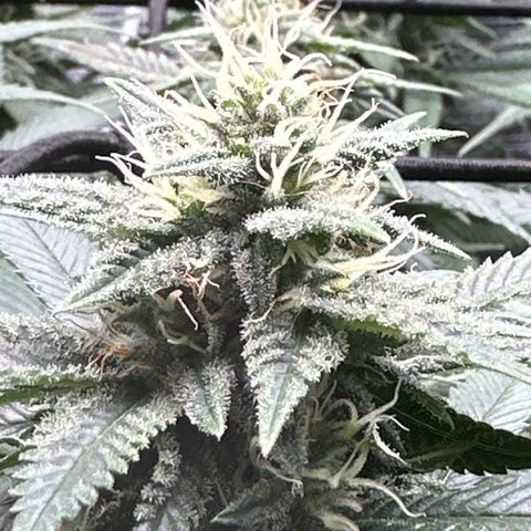 Mother Gorilla Jiffy klein growlog timeline photo