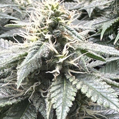 Mother Gorilla Becher mittel growlog timeline photo