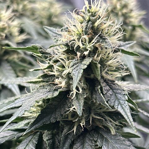 Mother Gorilla Wasser/Becher groß growlog timeline photo