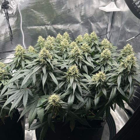 Mother Gorilla Wasser/Becher groß growlog timeline photo
