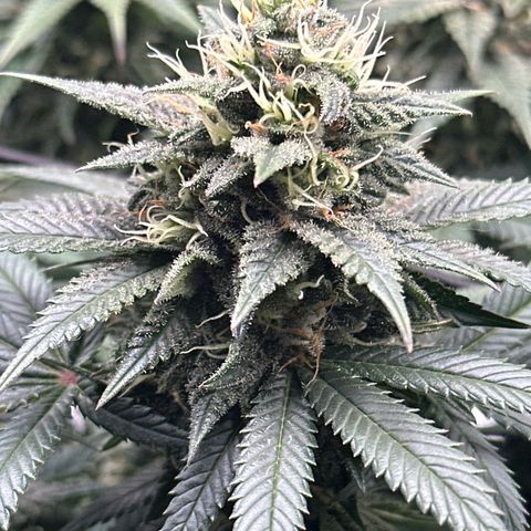 Mother Gorilla Becher mittel growlog timeline photo