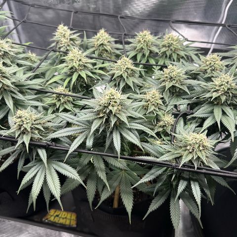 Mother Gorilla Becher mittel growlog timeline photo