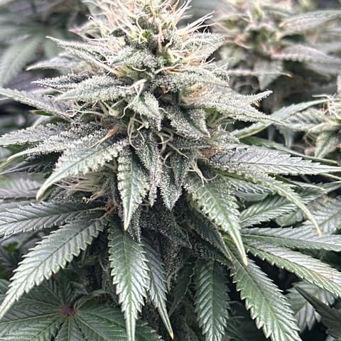 Mother Gorilla Jiffy klein growlog timeline photo