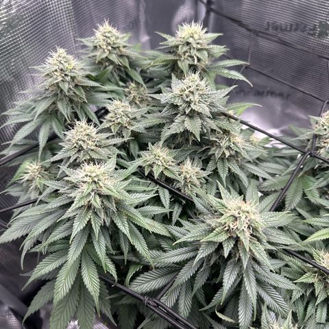 Mother Gorilla Jiffy klein growlog timeline photo