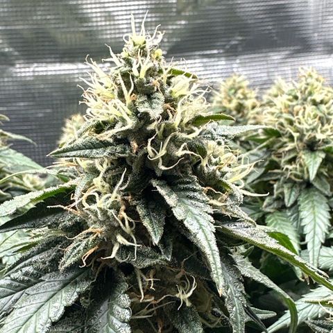 Mother Gorilla Wasser/Becher groß growlog timeline photo