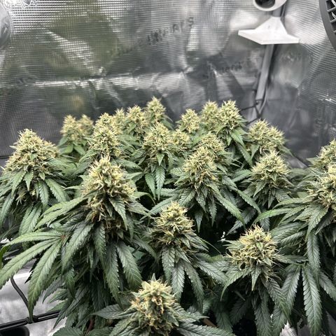 Mother Gorilla Wasser/Becher groß growlog timeline photo