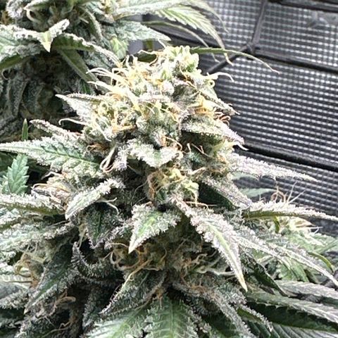 Mother Gorilla Becher mittel growlog timeline photo