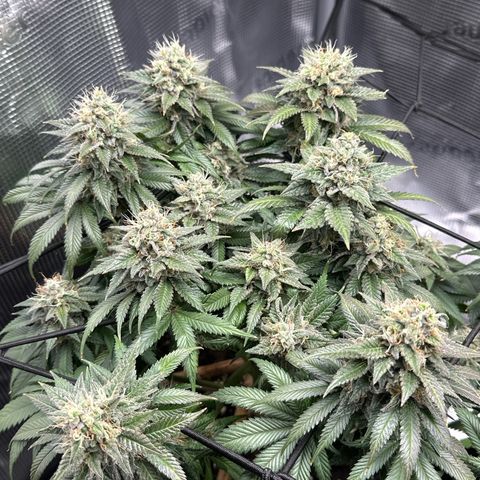 Mother Gorilla Becher mittel growlog timeline photo