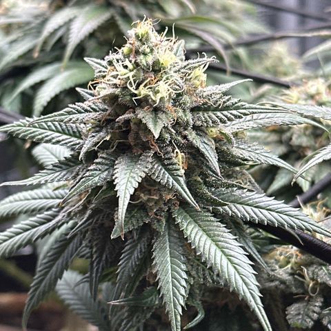 Mother Gorilla Jiffy klein growlog timeline photo