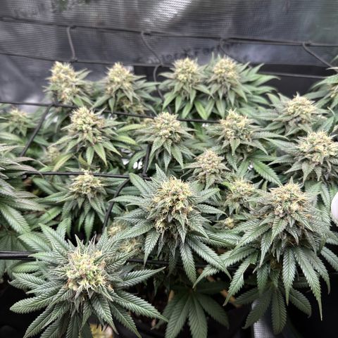 Mother Gorilla Jiffy klein growlog timeline photo