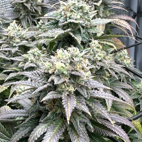 Mother Gorilla Becher mittel growlog timeline photo