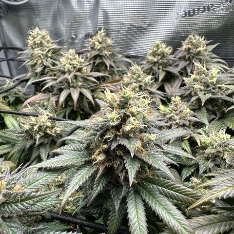 Mother Gorilla Jiffy klein growlog timeline photo