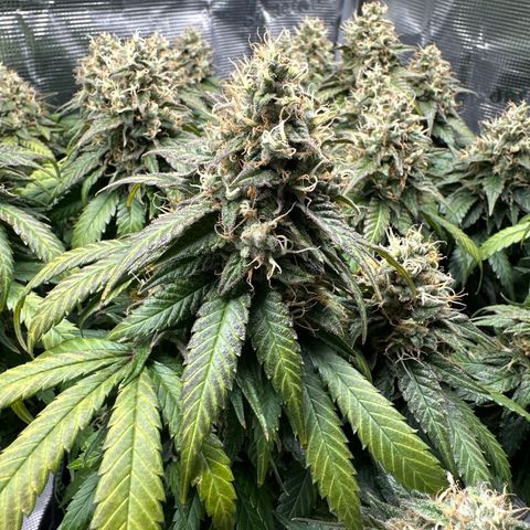 Mother Gorilla Wasser/Becher groß growlog timeline photo