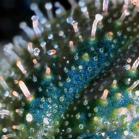 Mother Gorilla Wasser/Becher groß growlog timeline photo