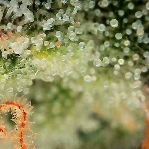 Mother Gorilla Wasser/Becher groß growlog timeline photo
