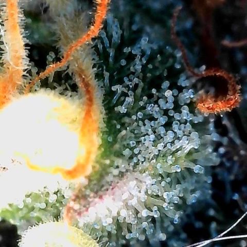 Mother Gorilla Jiffy klein growlog timeline photo
