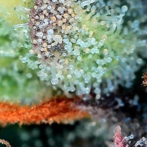 Mother Gorilla Jiffy klein growlog timeline photo