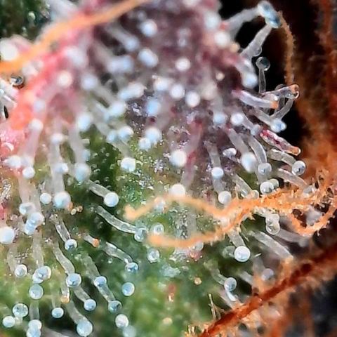Mother Gorilla Becher mittel growlog timeline photo