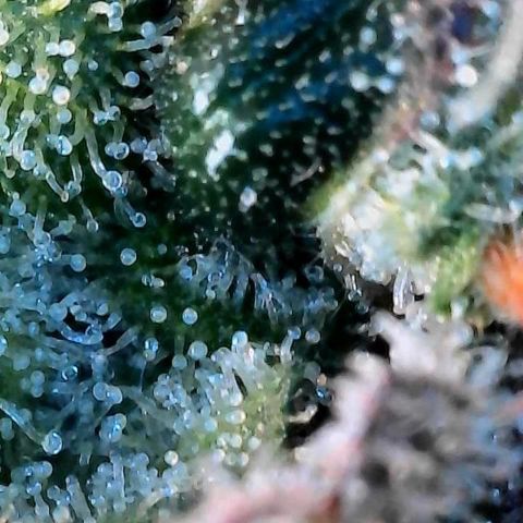 Mother Gorilla Becher mittel growlog timeline photo
