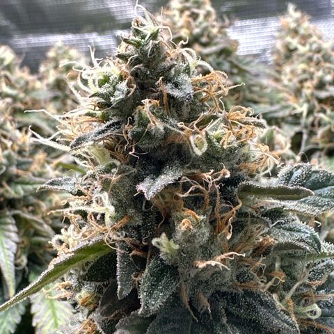 Mother Gorilla Wasser/Becher groß growlog timeline photo
