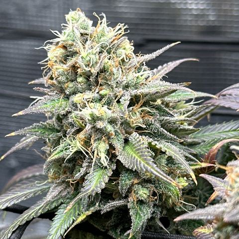 Mother Gorilla Jiffy klein growlog timeline photo