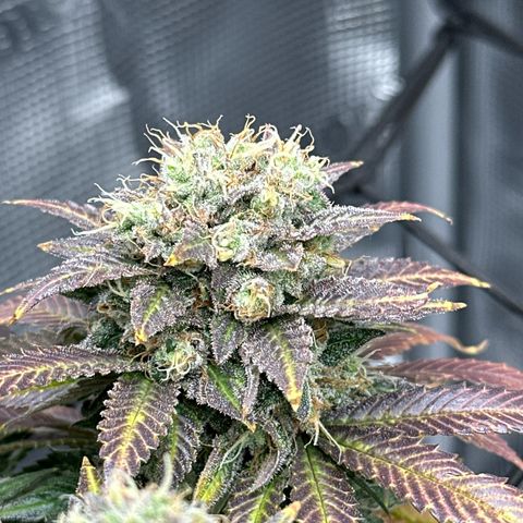 Mother Gorilla Becher mittel growlog timeline photo