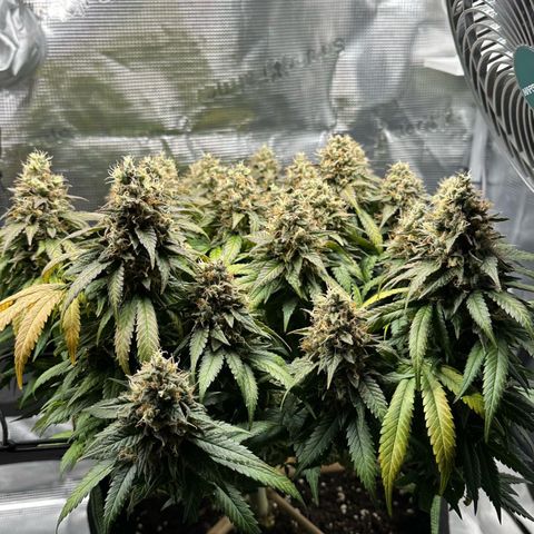 Mother Gorilla Wasser/Becher groß growlog timeline photo