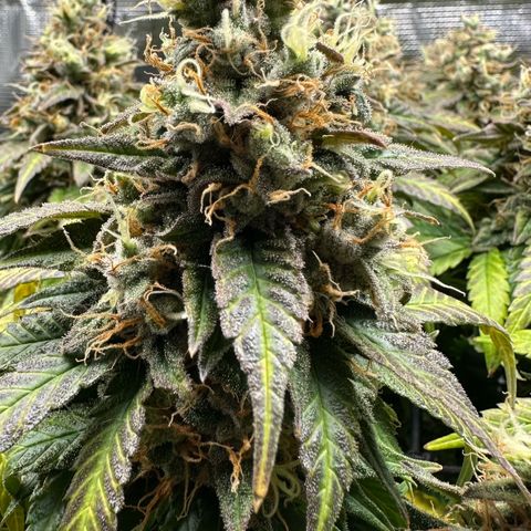 Mother Gorilla Wasser/Becher groß growlog timeline photo