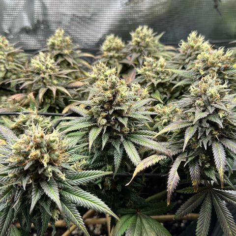 Mother Gorilla Jiffy klein growlog timeline photo