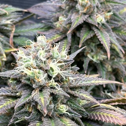 Mother Gorilla Jiffy klein growlog timeline photo
