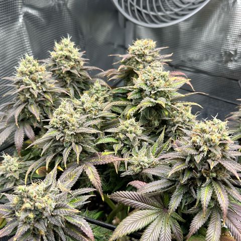 Mother Gorilla Becher mittel growlog timeline photo
