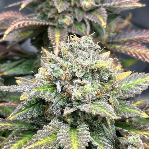 Mother Gorilla Becher mittel growlog timeline photo