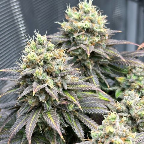 Mother Gorilla Becher mittel growlog timeline photo