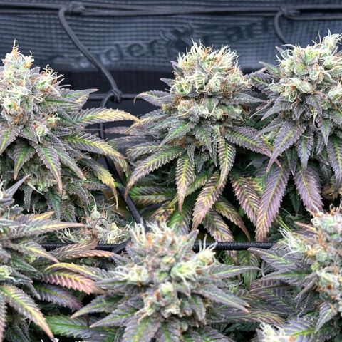 Mother Gorilla Jiffy klein growlog timeline photo