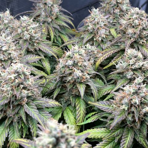 Mother Gorilla Wasser/Becher groß growlog timeline photo